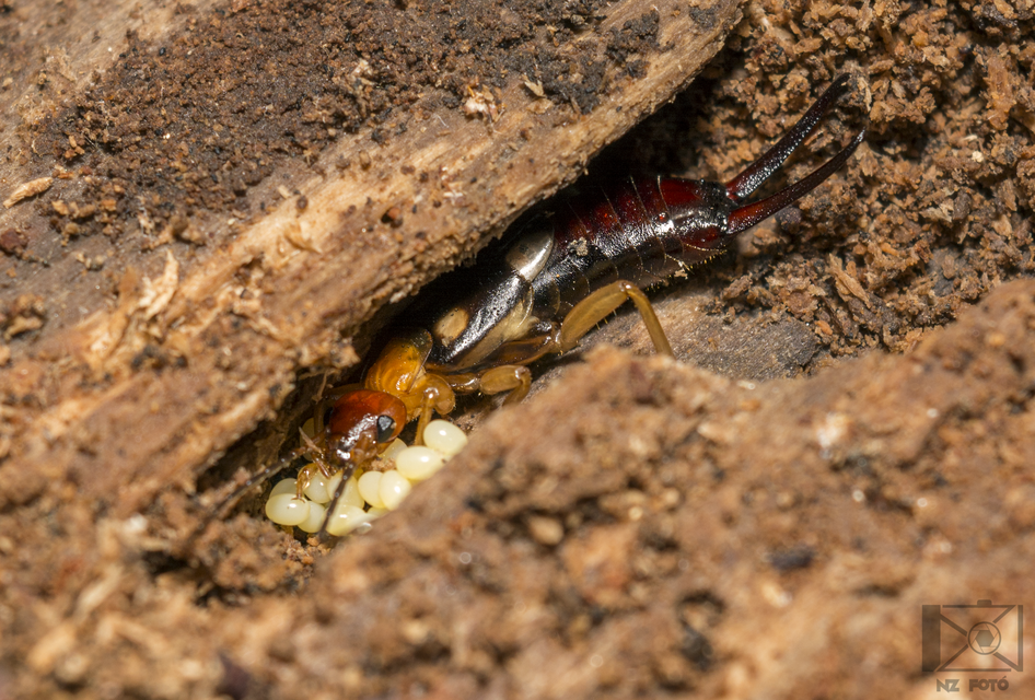 Forficula smyrnensis - szmirnai fülbemászó