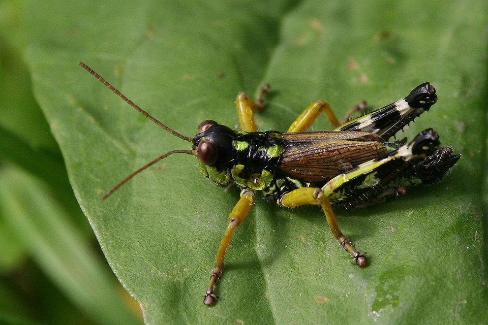 Miramella alpina - alpesi sáska