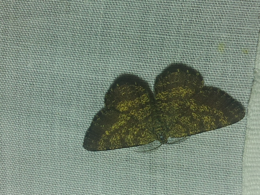 Ematurga atomaria - barna rétiaraszoló