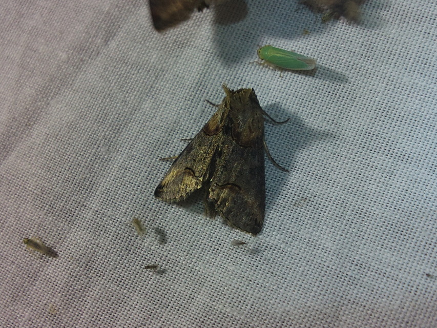 Abrostola triplasia - közönséges csalánbagoly