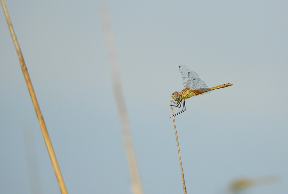 Sympetrum fonscolombii - vándor katona-szitakötő