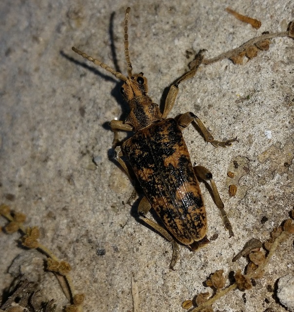 Rhagium sycophanta - tölgyes-tövisescincér