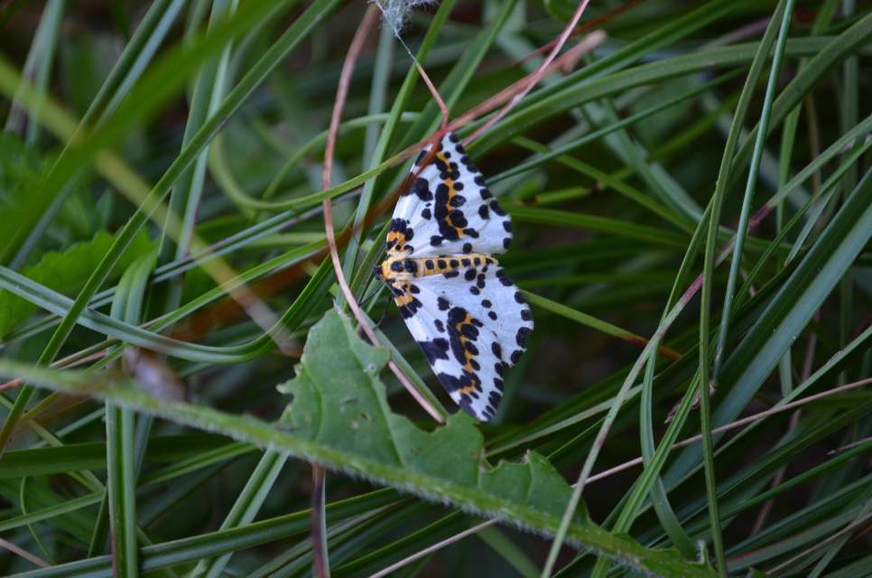 Abraxas grossulariata - köszméte-araszoló