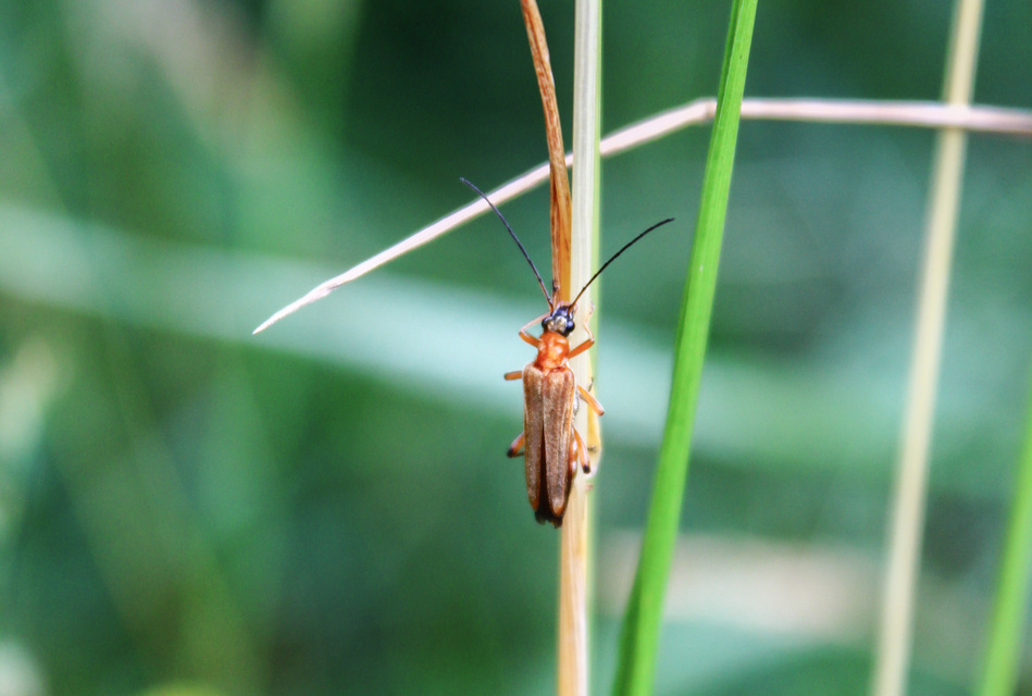 Oedemera podagrariae - székfű-álcincér