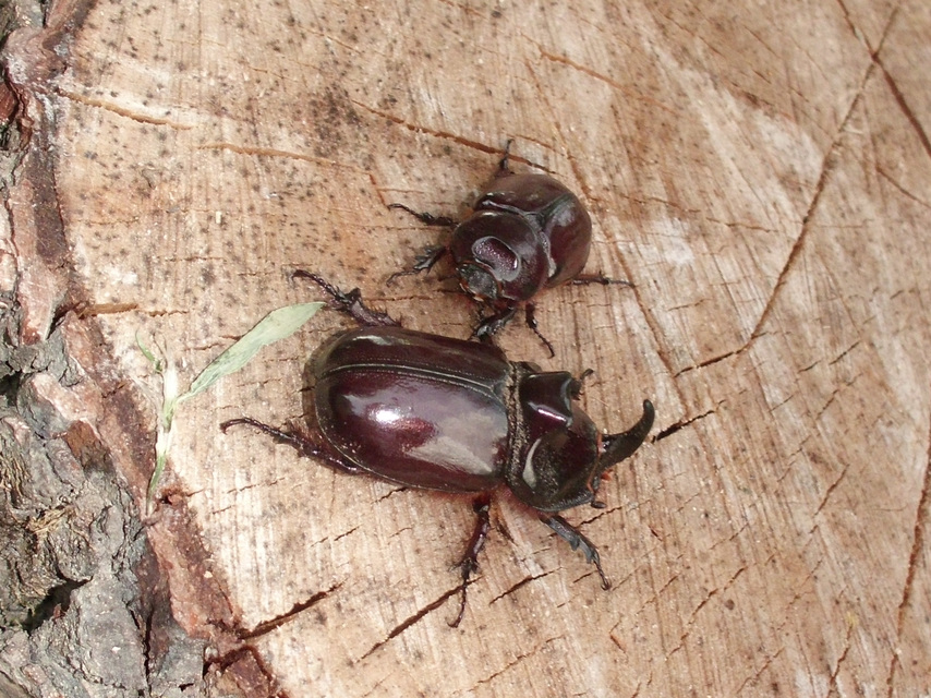Oryctes nasicornis - orrszarvú bogár