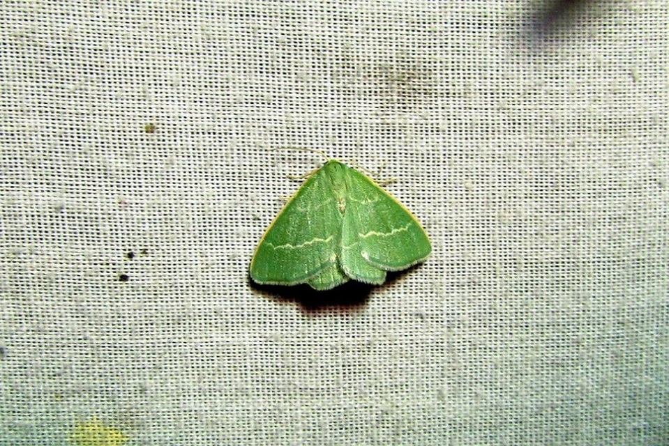 Chlorissa viridata - üdezöld araszoló