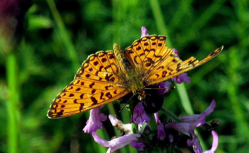Boloria selene - fakó gyöngyházlepke