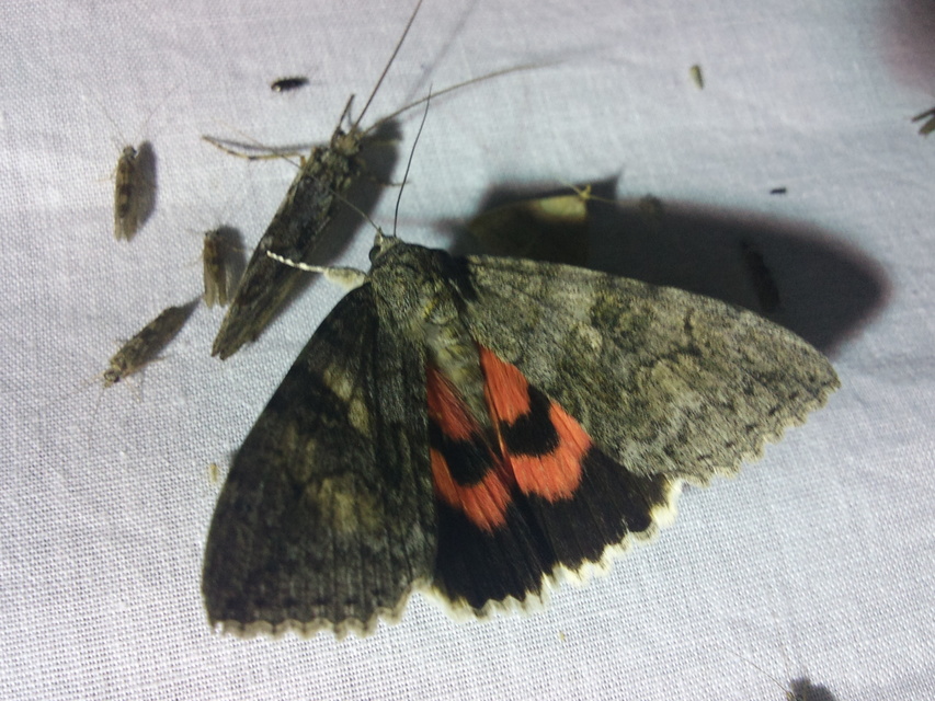 Catocala nupta - piros övesbagoly