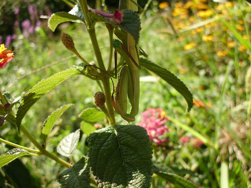 Mantis religiosa - imádkozósáska