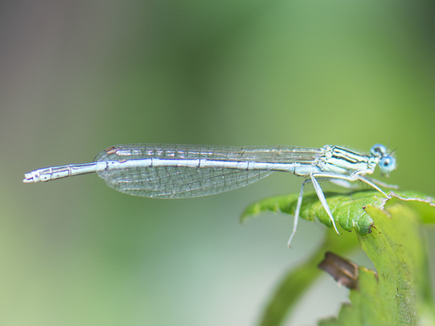 Platycnemis pennipes - széleslábú szitakötő
