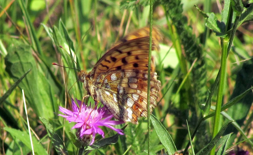 Argynnis adippe - ezüstös gyöngyházlepke