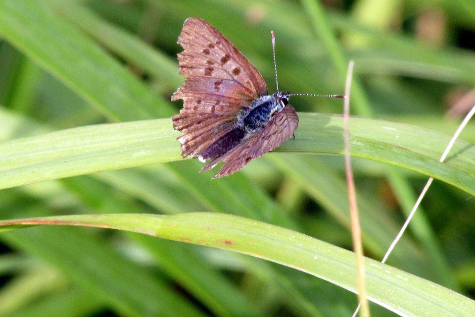 Lycaena tityrus - barna tűzlepke