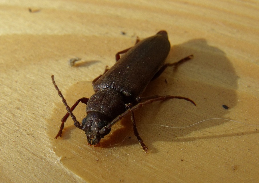 Arhopalus rusticus - gödrösnyakú cincér