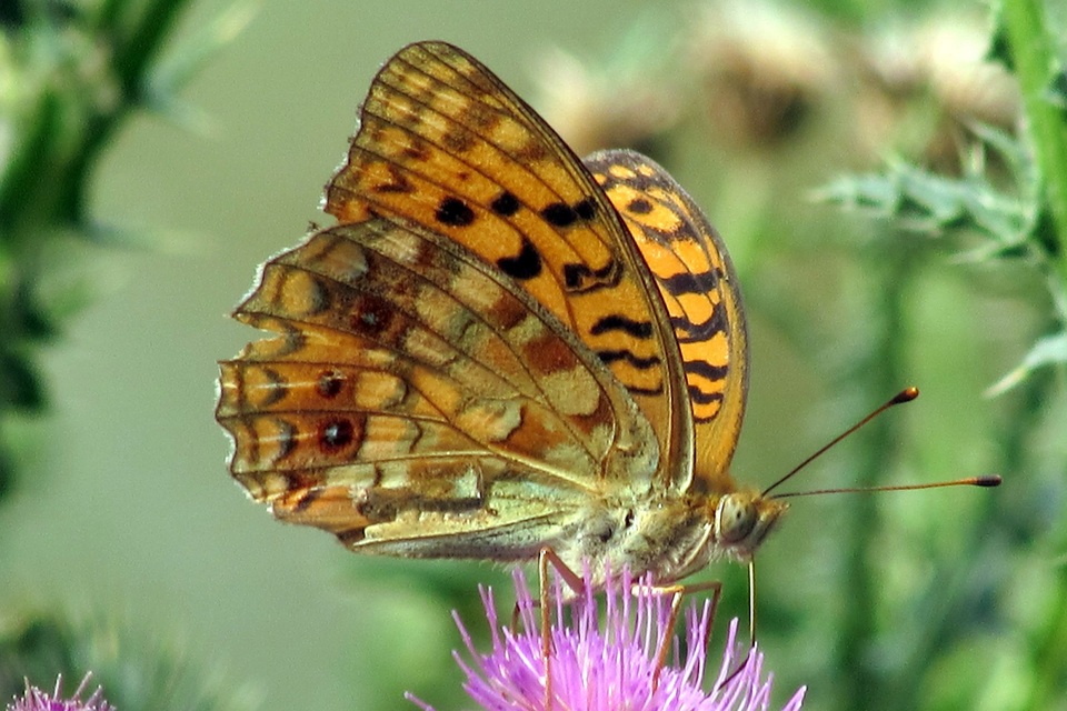 Argynnis adippe - ezüstös gyöngyházlepke