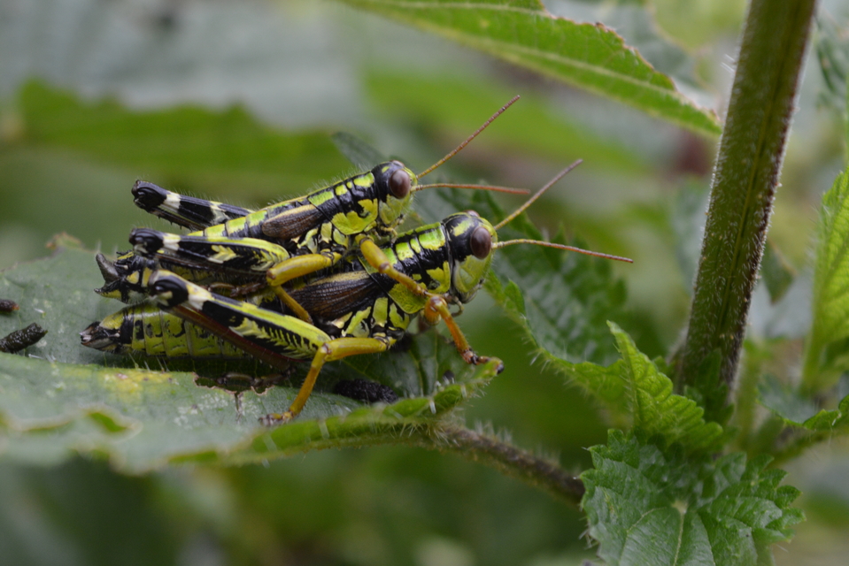Miramella alpina - alpesi sáska