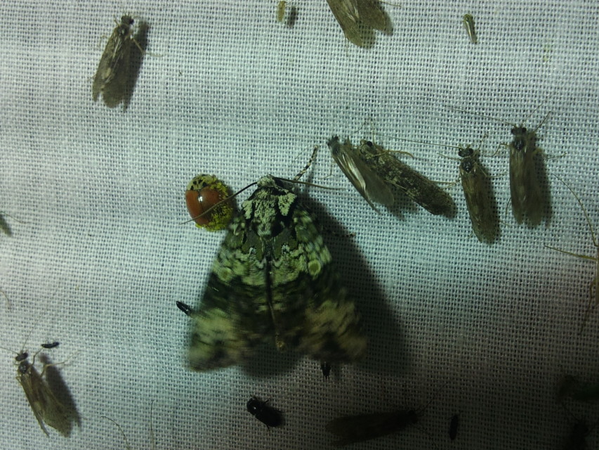 Craniophora ligustri - fagyalbagoly