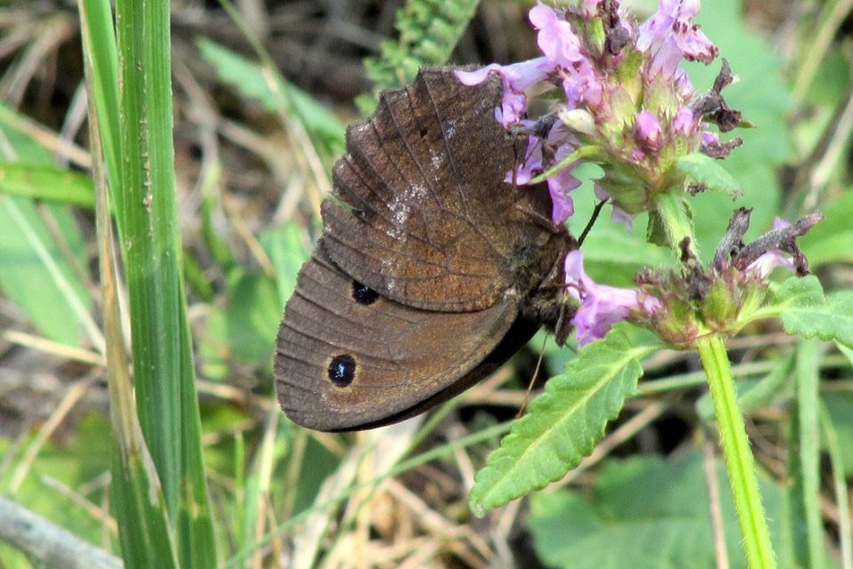 Minois dryas - fekete szemeslepke