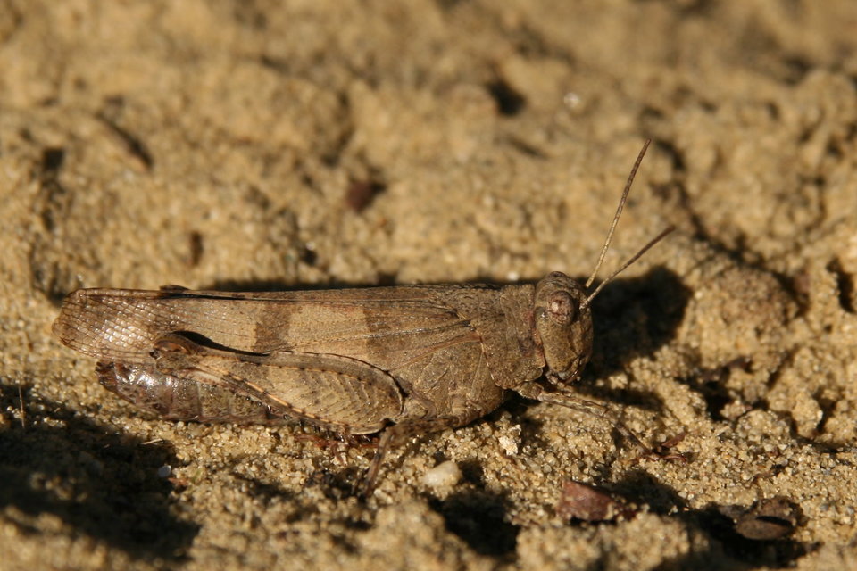 Oedipoda caerulescens - kékszárnyú sáska
