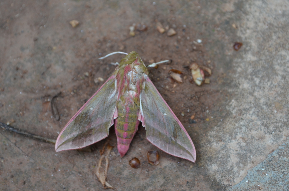 Deilephila elpenor - szőlőszender