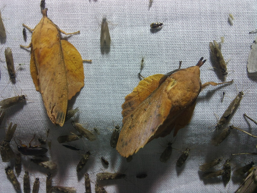 Gastropacha quercifolia - tölgylevélpohók
