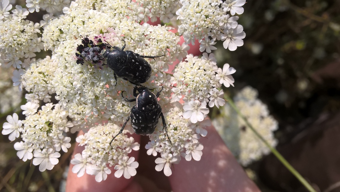 Oxythyrea cinctella