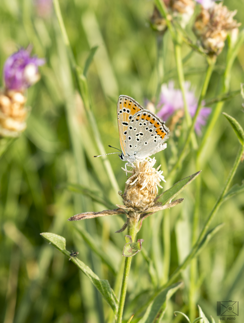 Lycaena thersamon - kis tűzlepke
