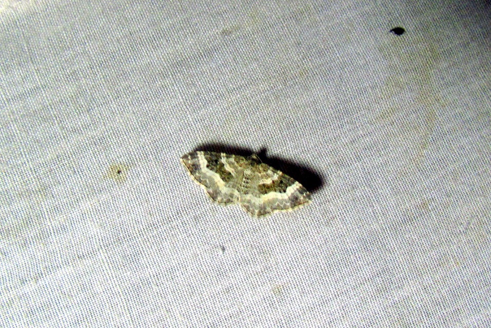 Epirrhoe alternata - galaj-tarkaaraszoló