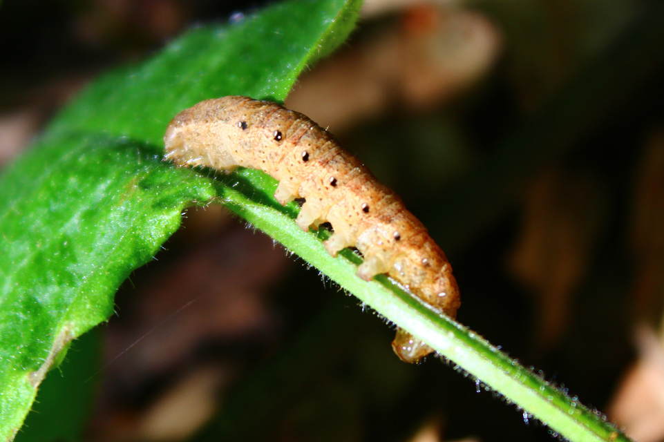 Noctua fimbriata - szélessávú sárgafűbagoly