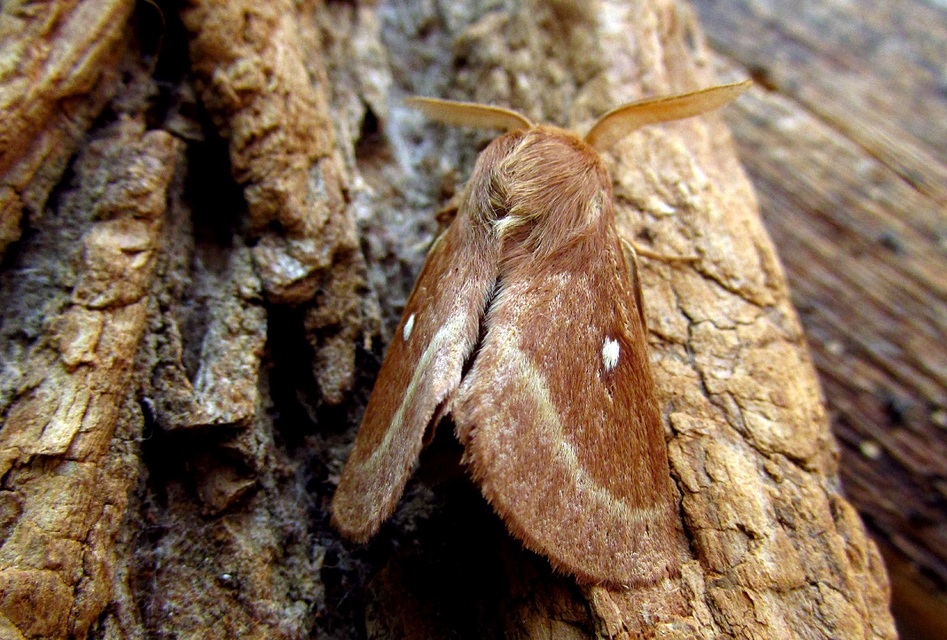 Lasiocampa trifolii - lóhereszövő