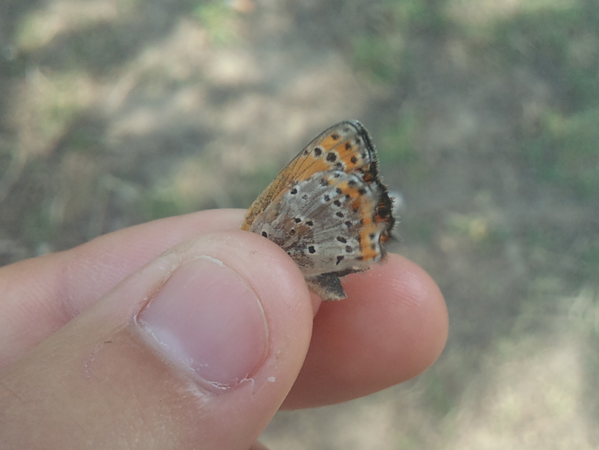 Lycaena phlaeas - közönséges tűzlepke