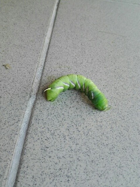 Sphinx ligustri - fagyalszender
