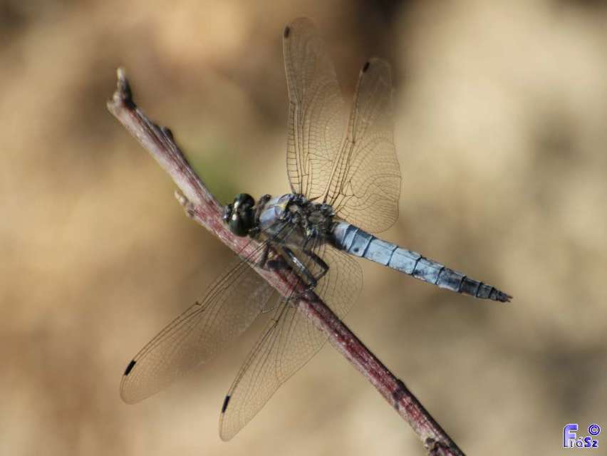Orthetrum cancellatum - feketefarkú pásztorszitakötő