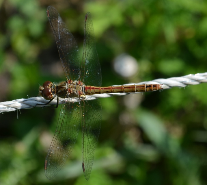 Sympetrum vulgatum - barkós katona-szitakötő