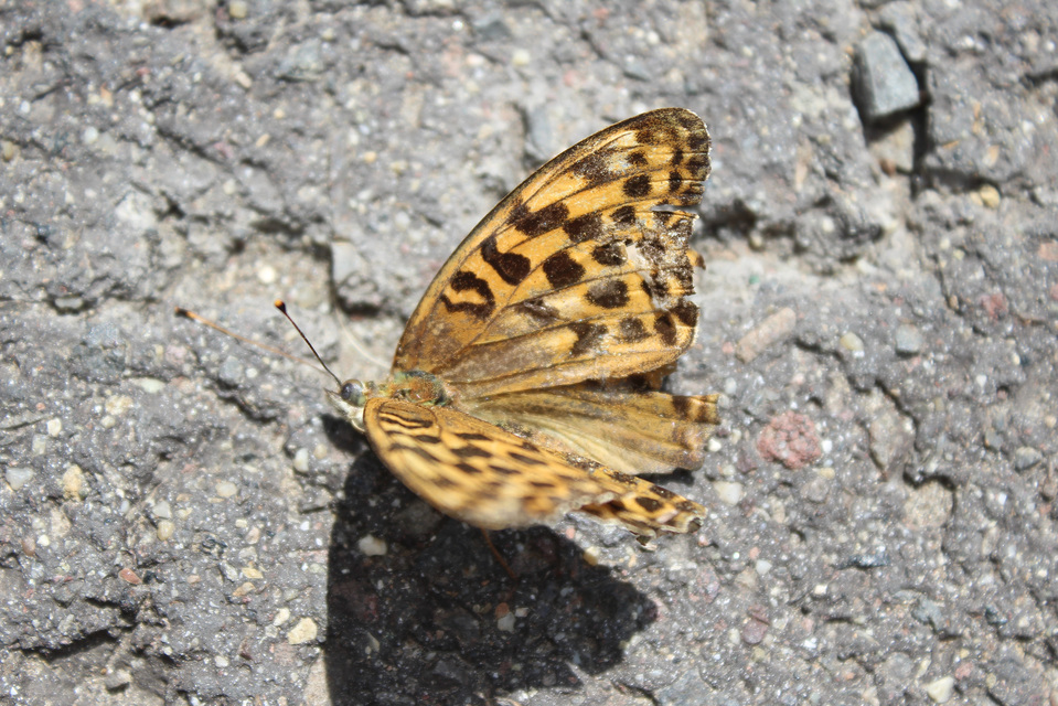 Argynnis paphia - nagy gyöngyházlepke