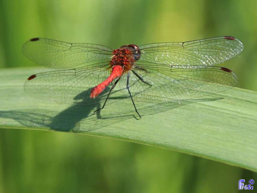 Sympetrum sanguineum - vörös katona-szitakötő
