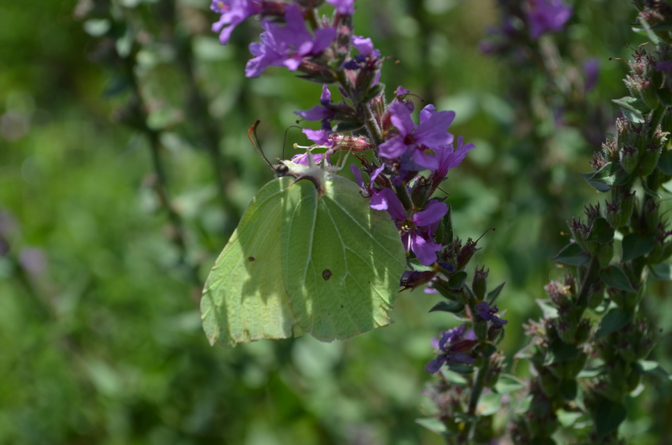 Gonepteryx rhamni - citromlepke