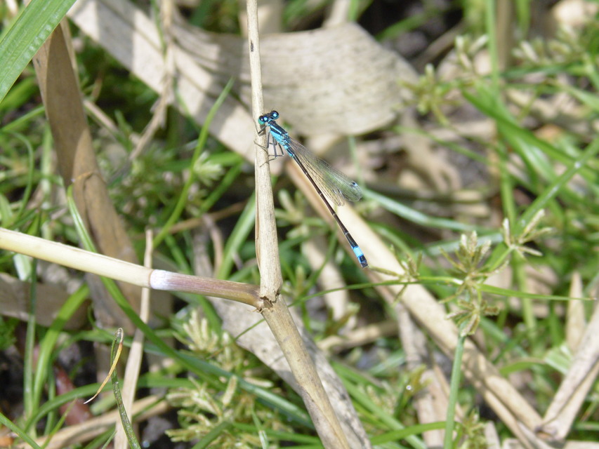 Ischnura elegans