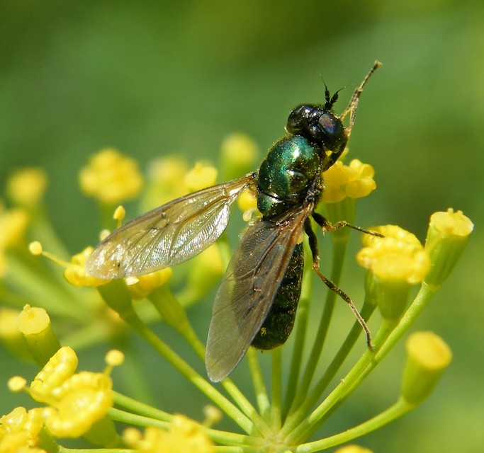 Chloromyia formosa - közönséges fémeslégy