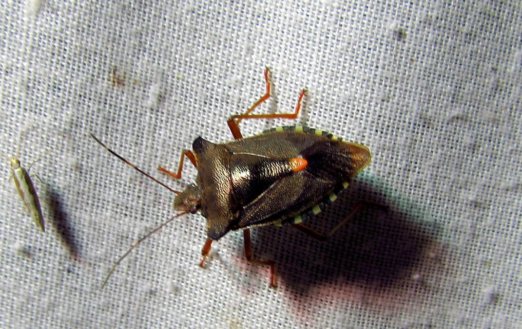 Pentatoma rufipes - vöröslábú címerespoloska Pentatoma rufipes - vöröslábú címerespoloska