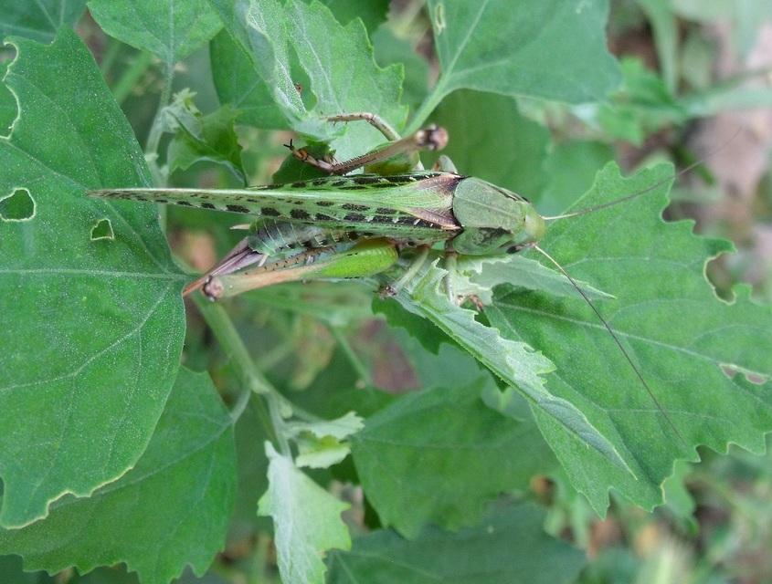 Decticus verrucivorus - szemölcsevő szöcske