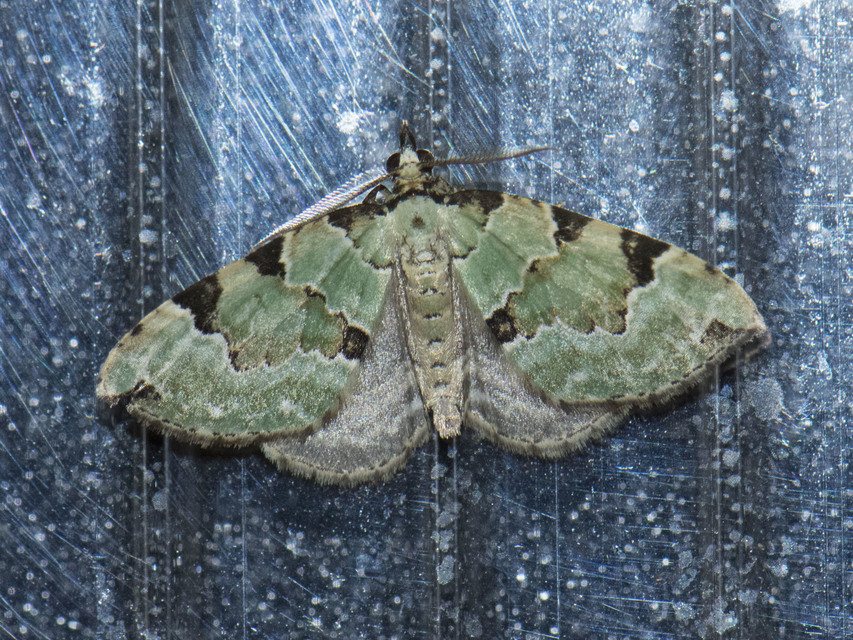 Colostygia pectinataria - zöld levélaraszoló