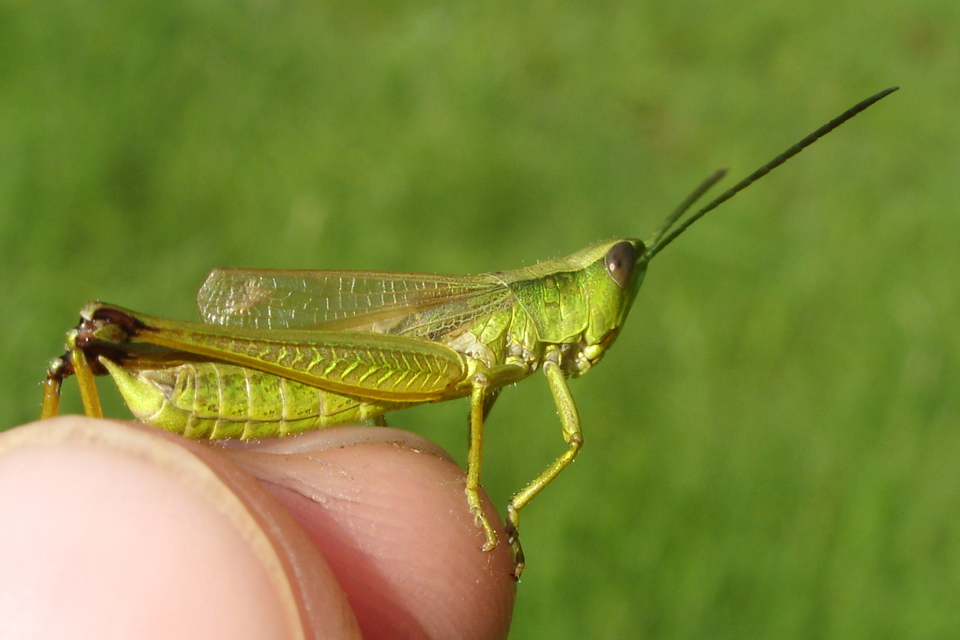 Chrysochraon dispar - aranyos sáska