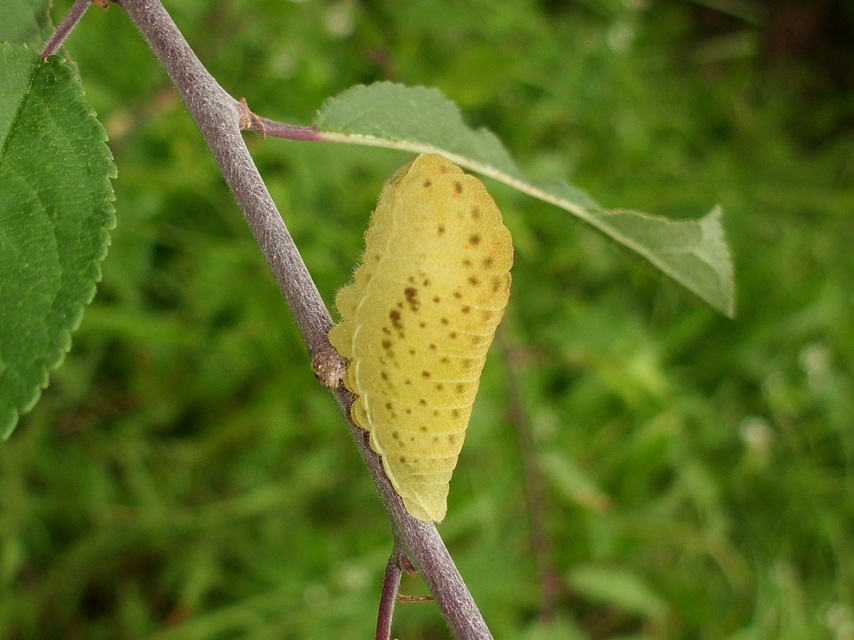 Iphiclides podalirius - kardoslepke