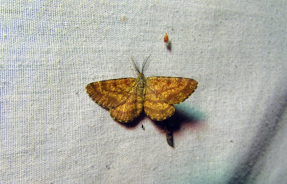 Ematurga atomaria - barna rétiaraszoló