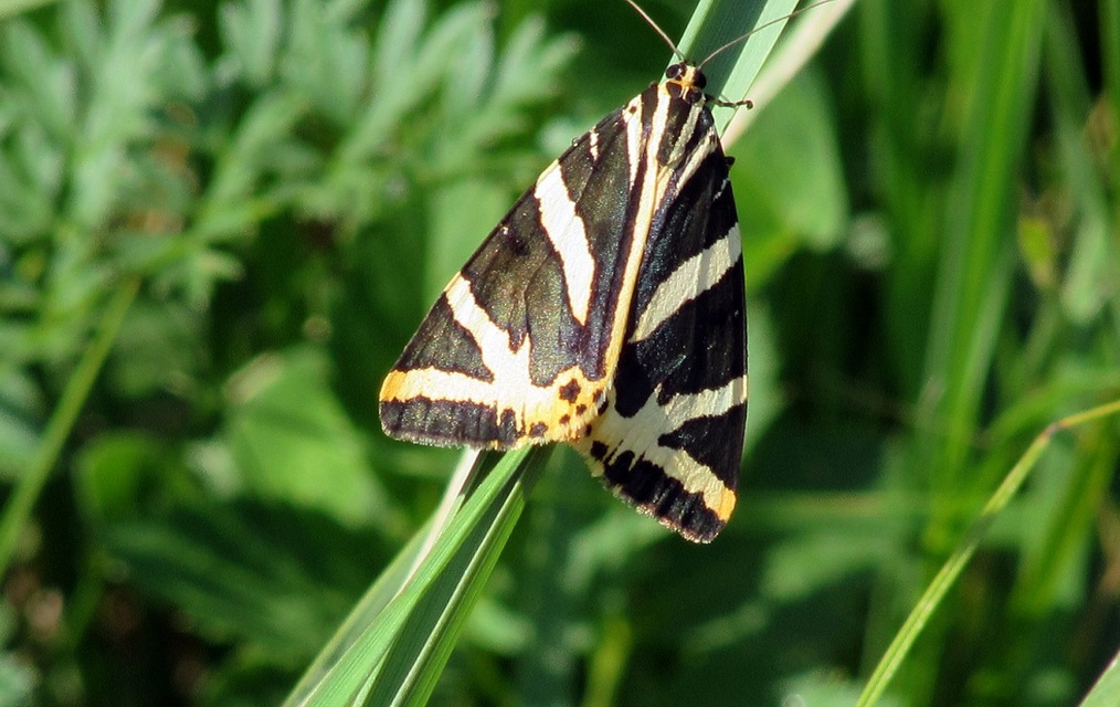 Euplagia quadripunctaria - csíkos medvelepke