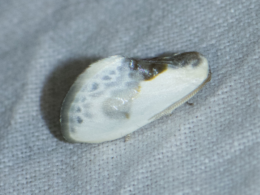 Cilix glaucata - törpe sarlósszövő