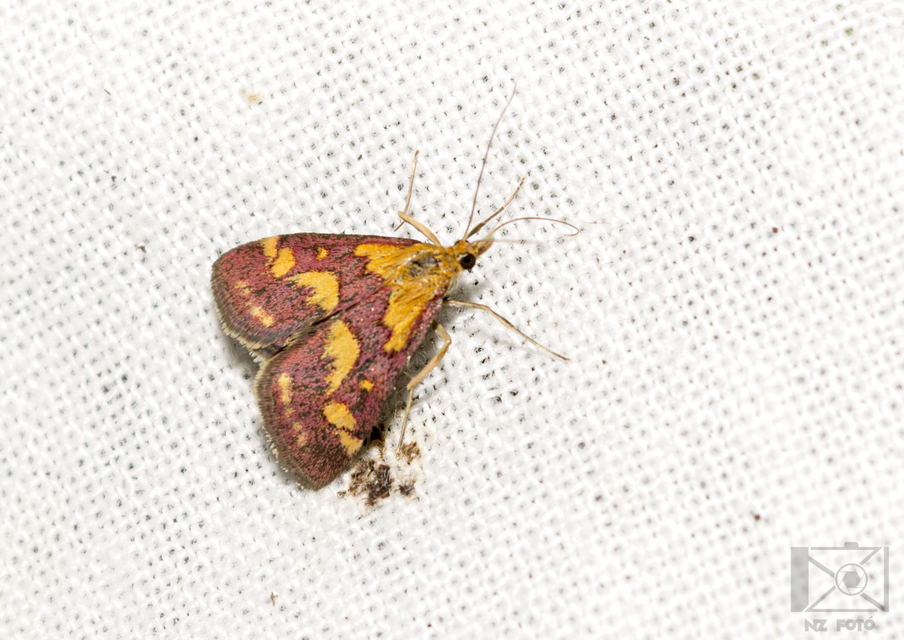 Pyrausta purpuralis - közönséges bíbormoly