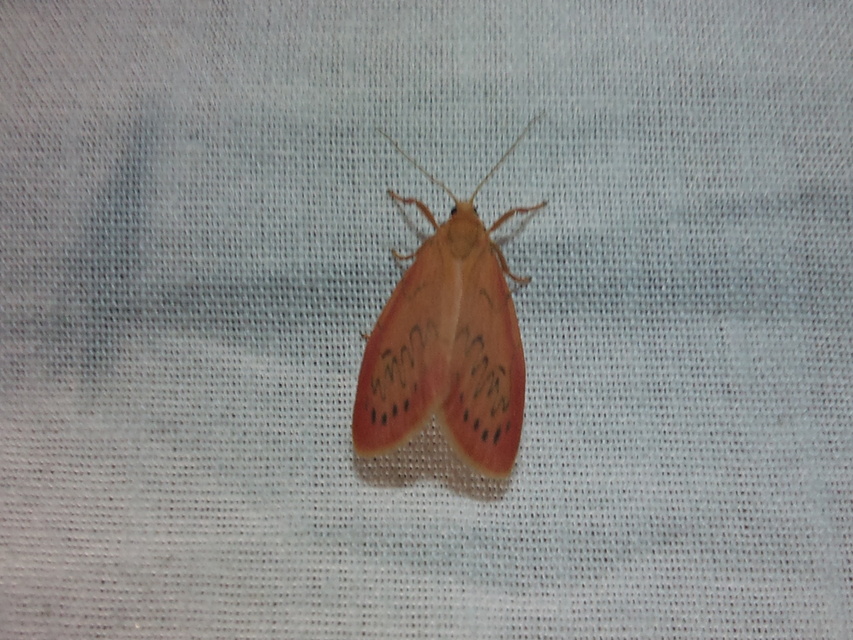 Miltochrista miniata - piros medvelepke