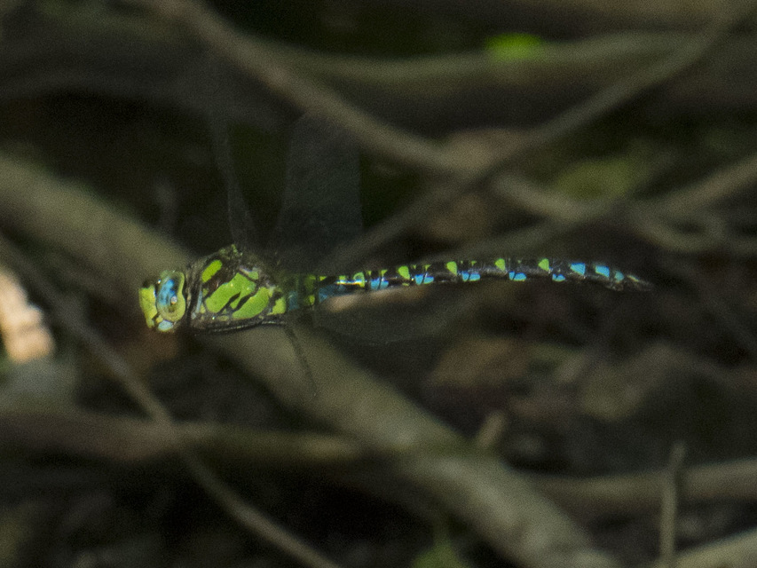 Aeshna cyanea - sebes karcsúacsa