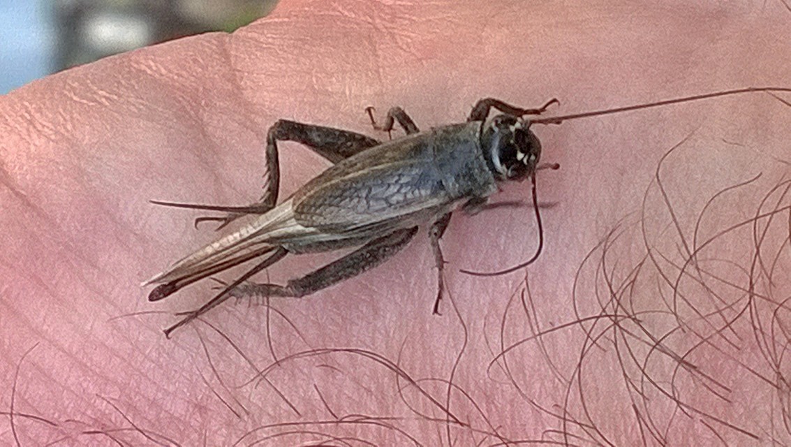 Eumodicogryllus bordigalensis - bordói tücsök